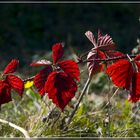 Herbstfarben I