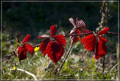 Herbstfarben I