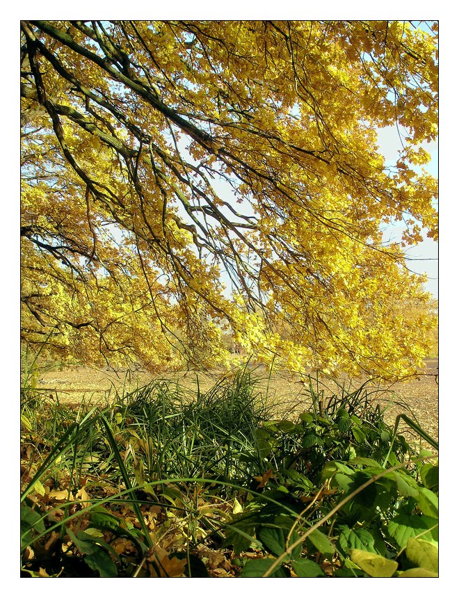 Herbstfarben I