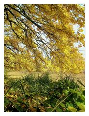 Herbstfarben I