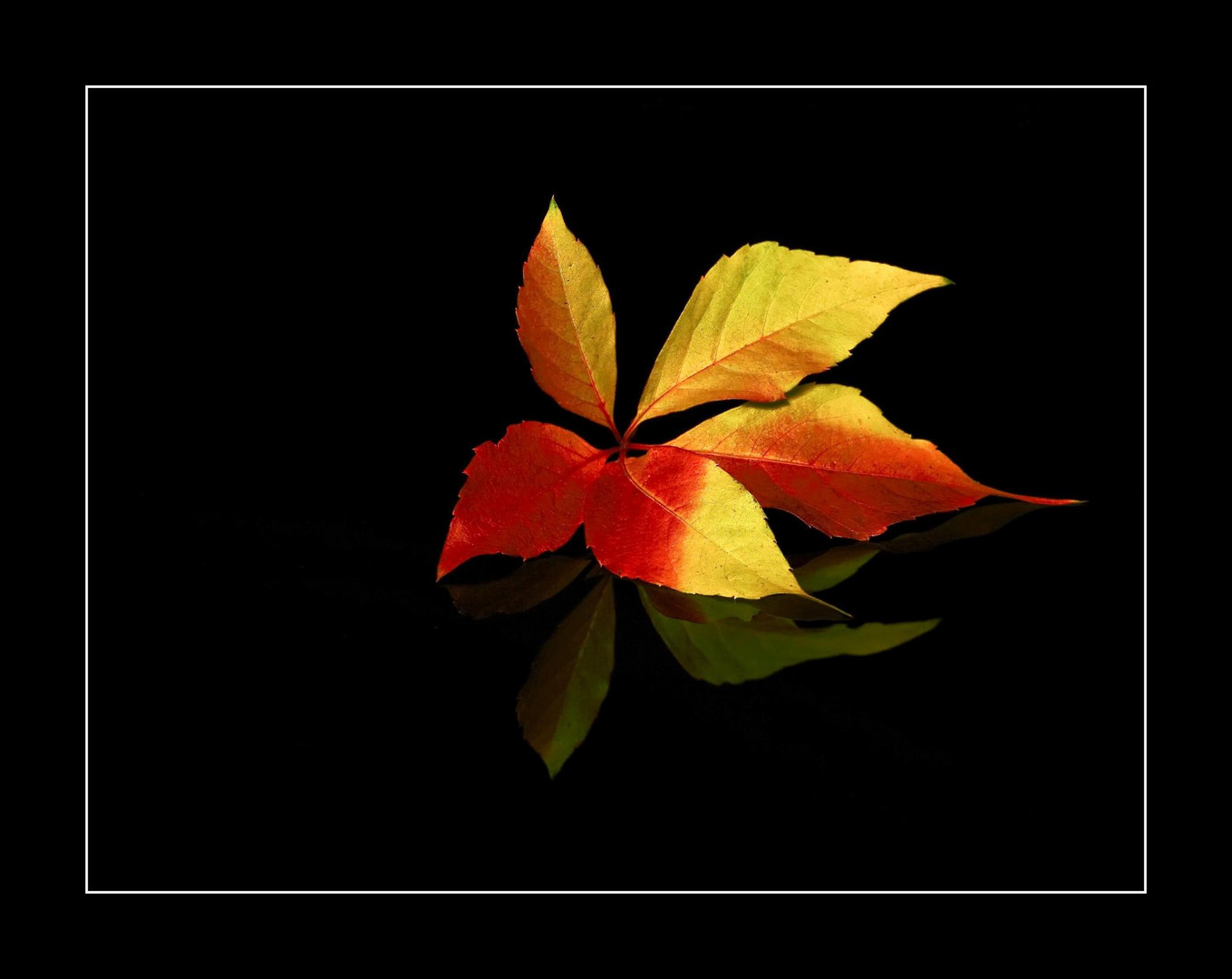 Herbstfarben II