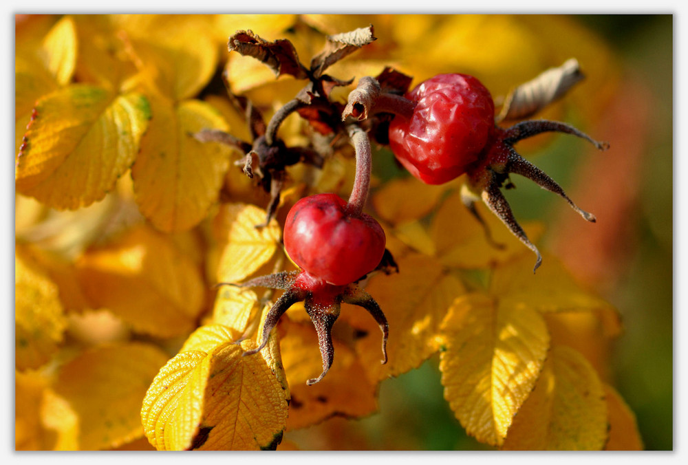 Herbstfarben II