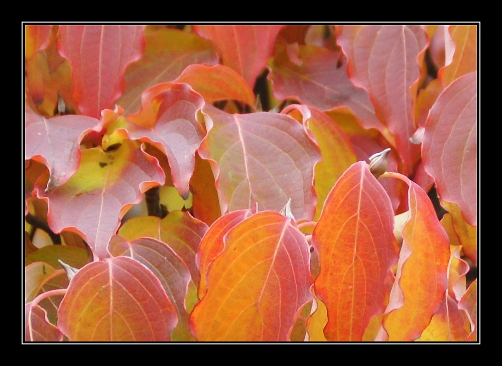 herbstfarben II