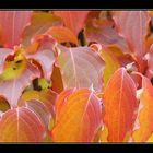 herbstfarben II