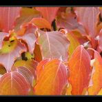 herbstfarben II