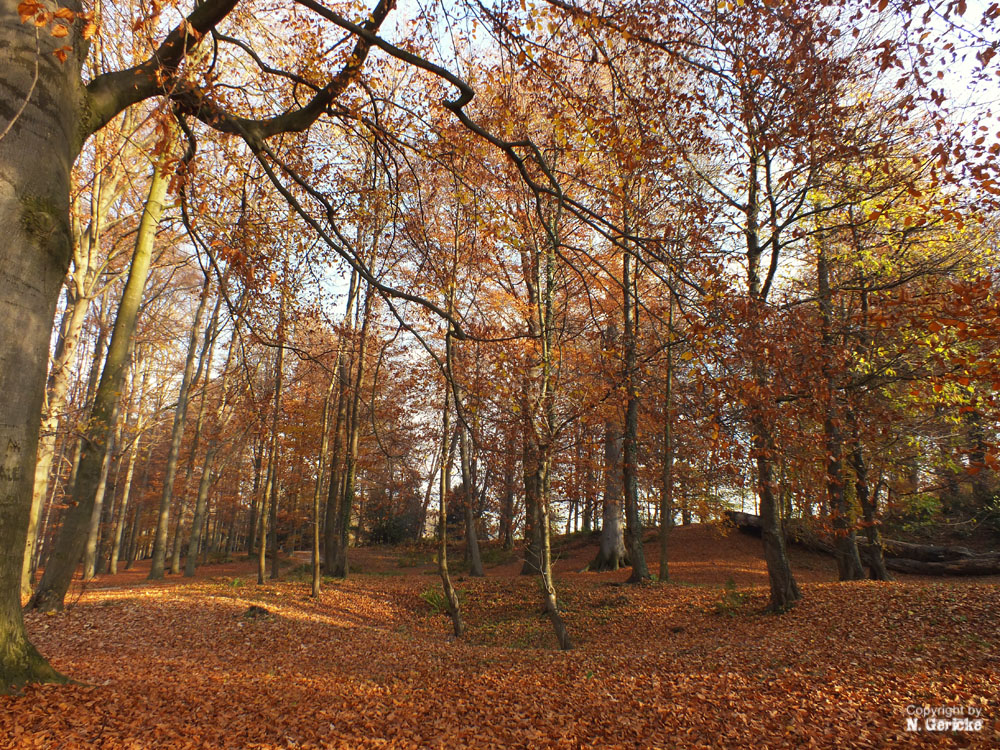 Herbstfarben II