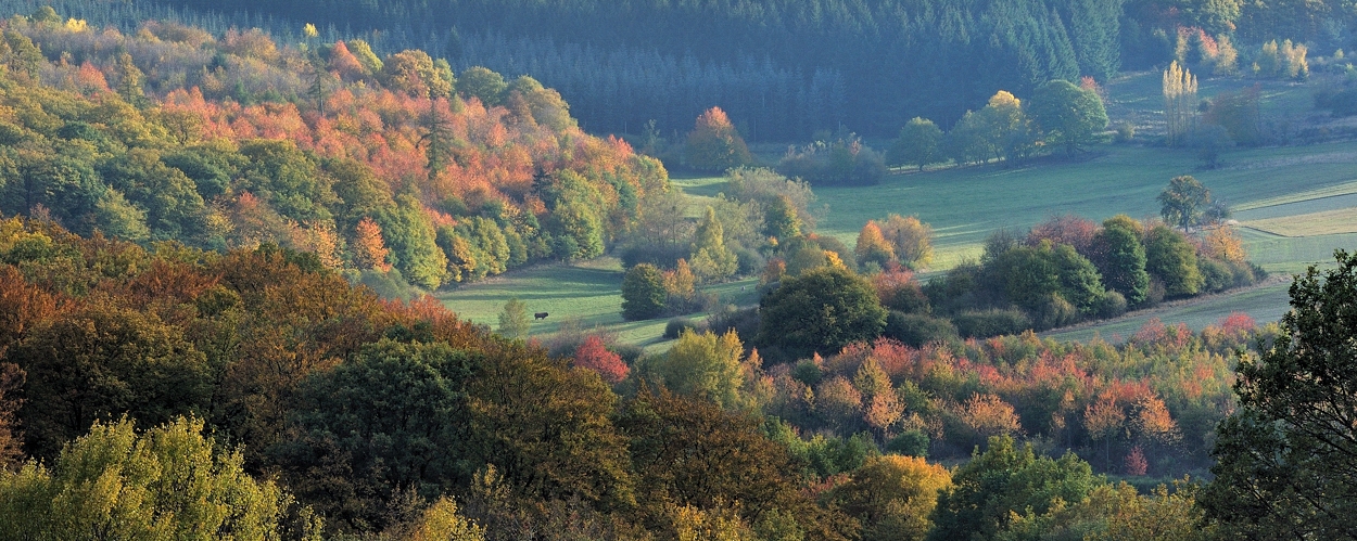 *Herbstfarben II*