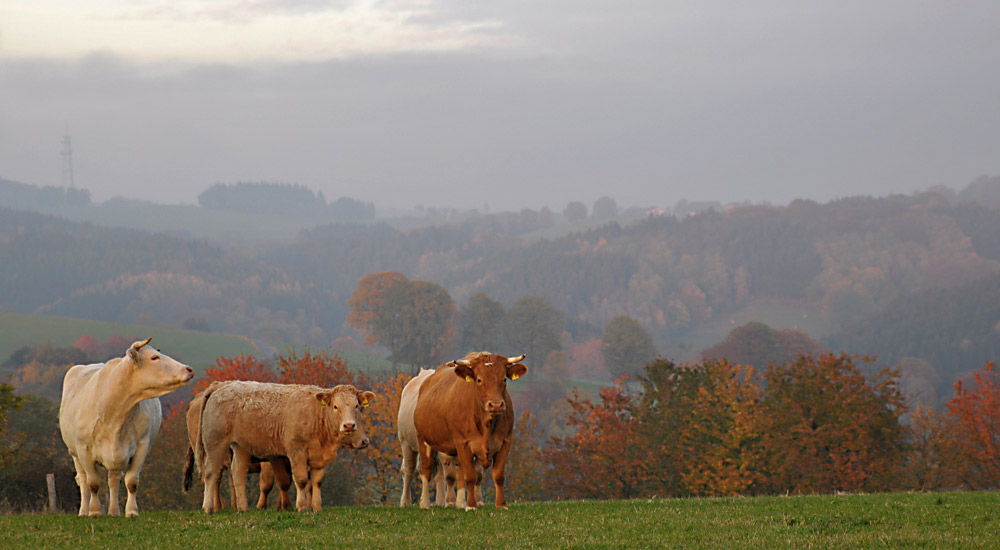 Herbstfarben II