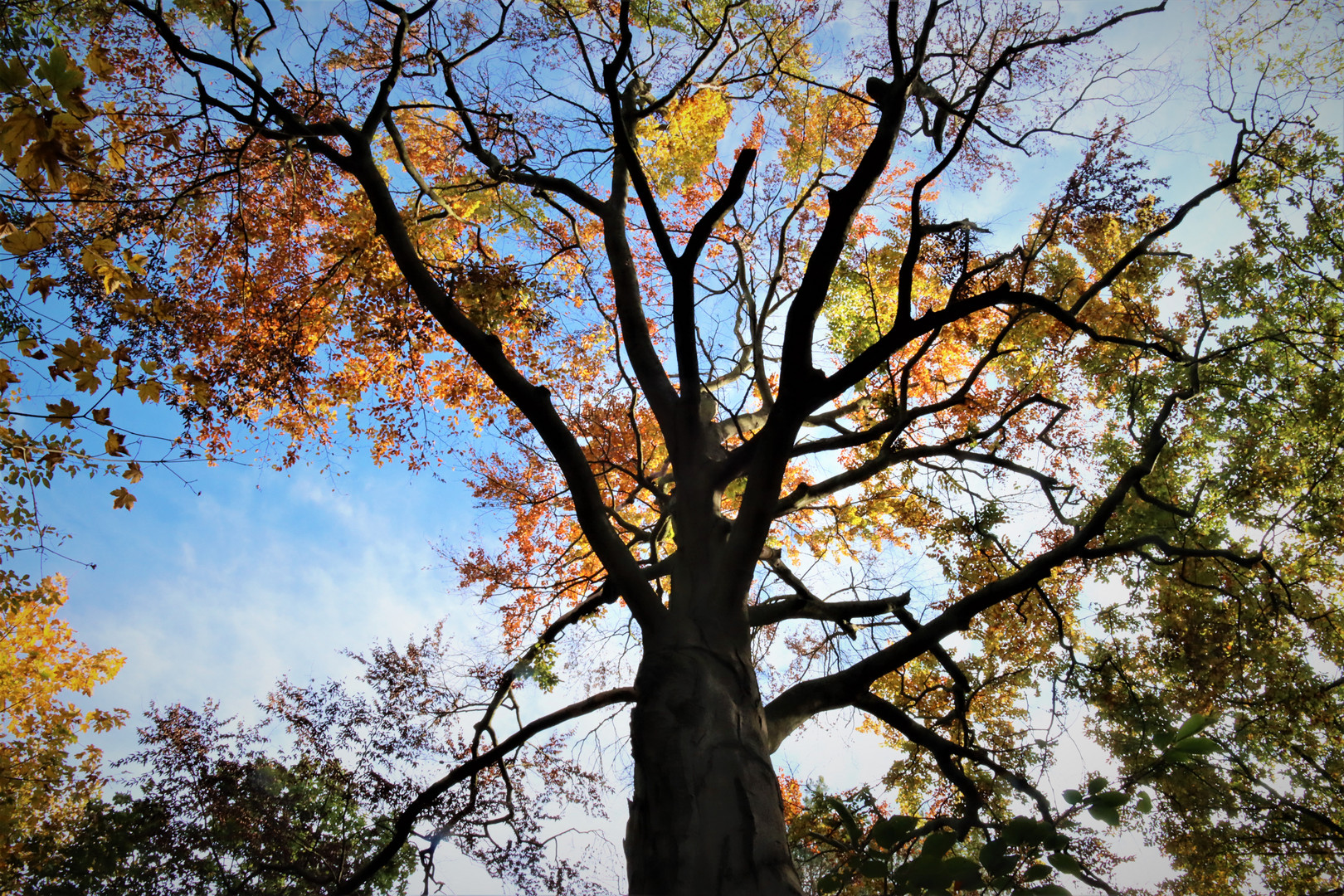 Herbstfarben II