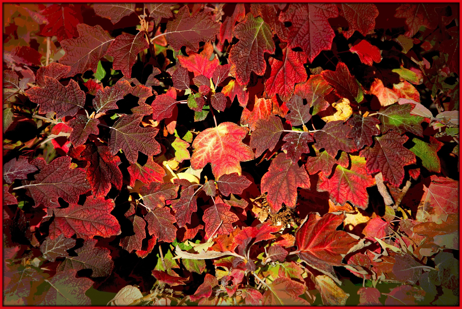 Herbstfarben II