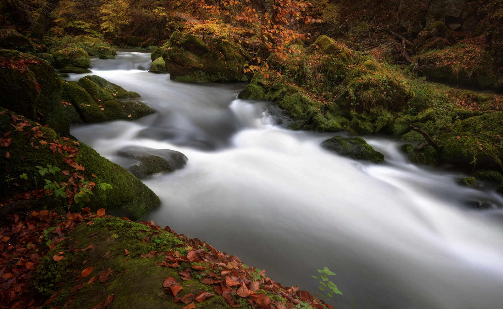 Herbstfarben II