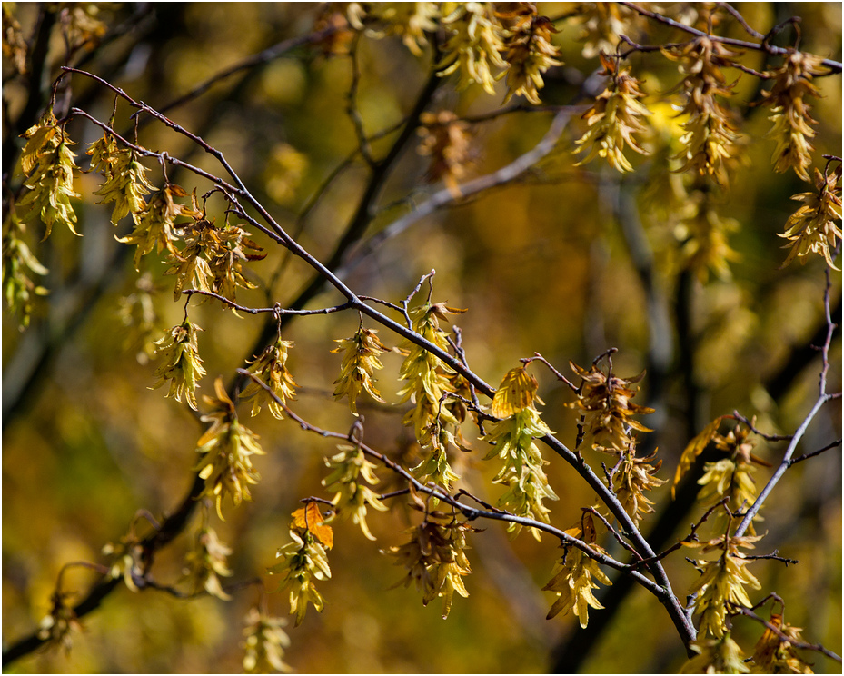 Herbstfarben II