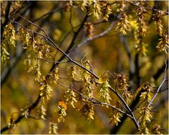 Herbstfarben II