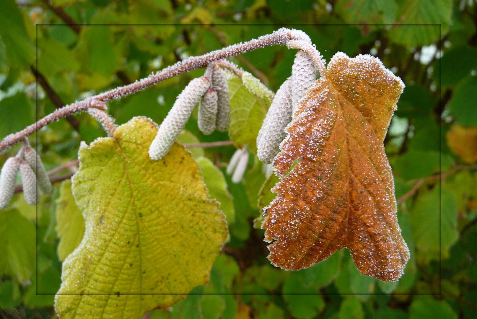 Herbstfarben II