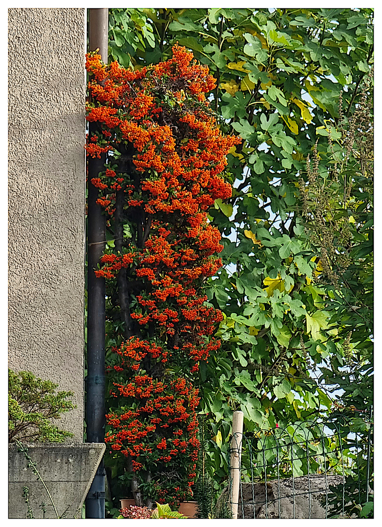 Herbstfarben, II