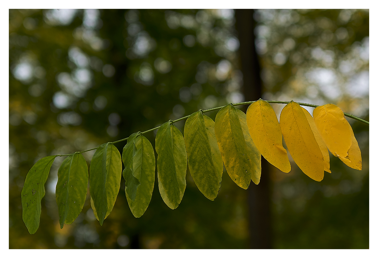 Herbstfarben II