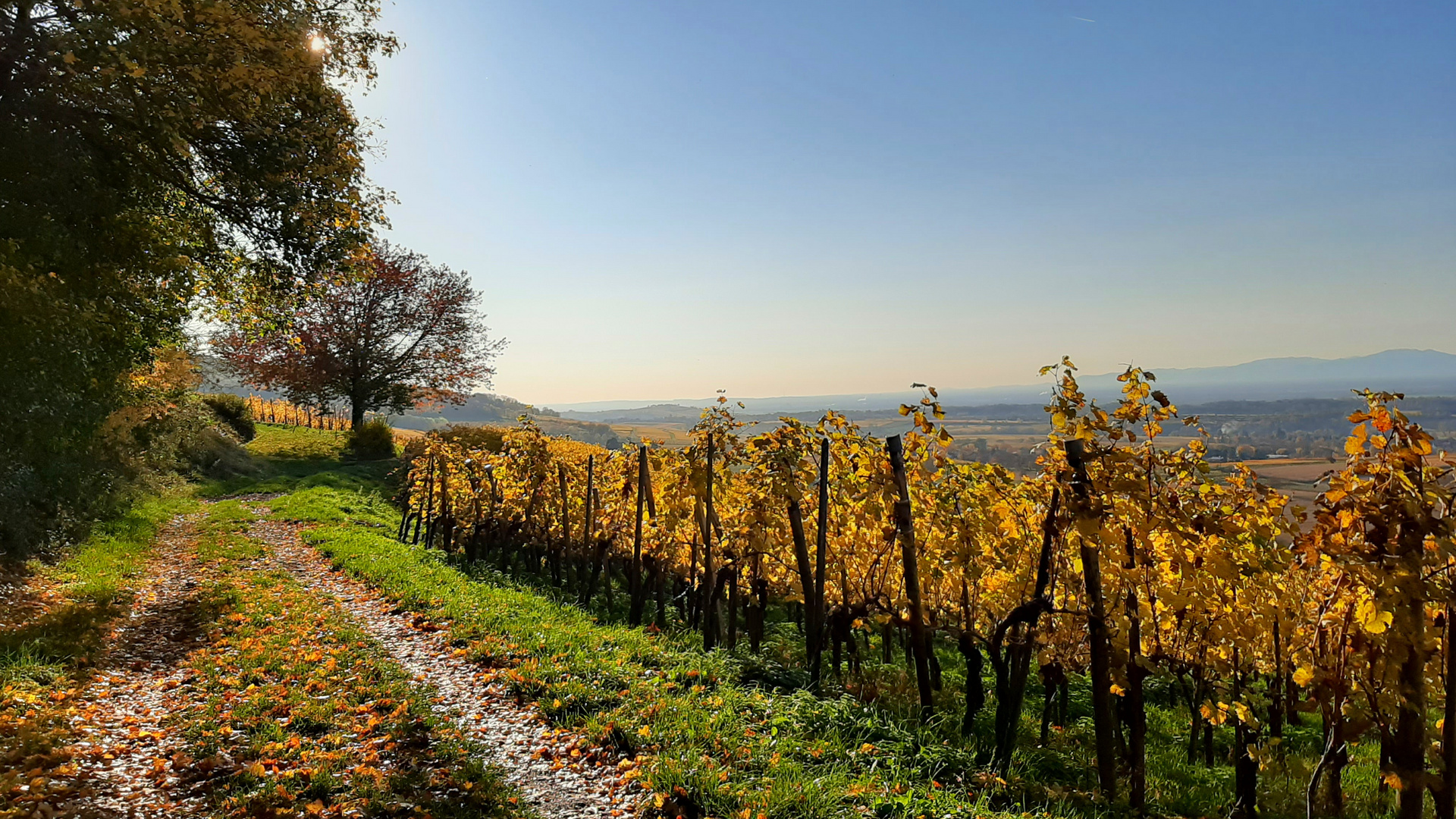 Herbstfarben III