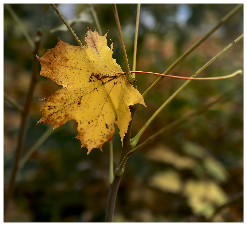 Herbstfarben III