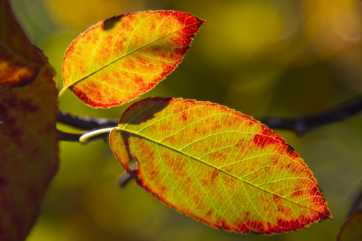 Herbstfarben III