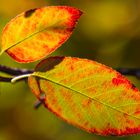 Herbstfarben III