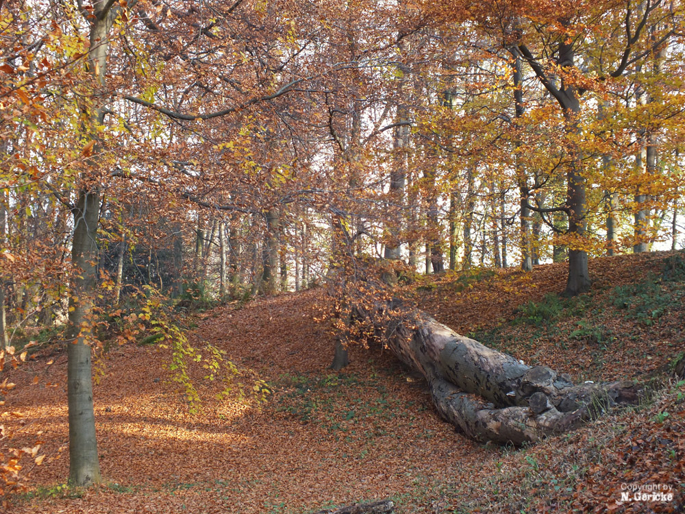 Herbstfarben III