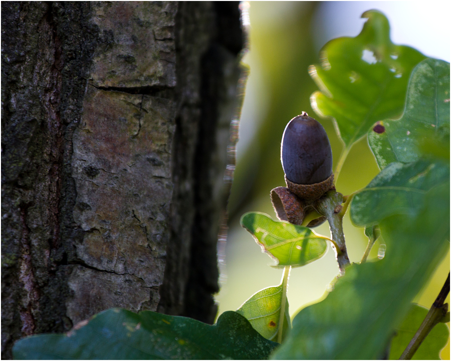 Herbstfarben III