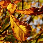 " Herbstfarben im Abendlicht "