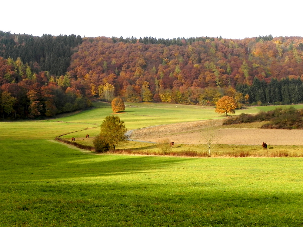 Herbstfarben im Ahrtal