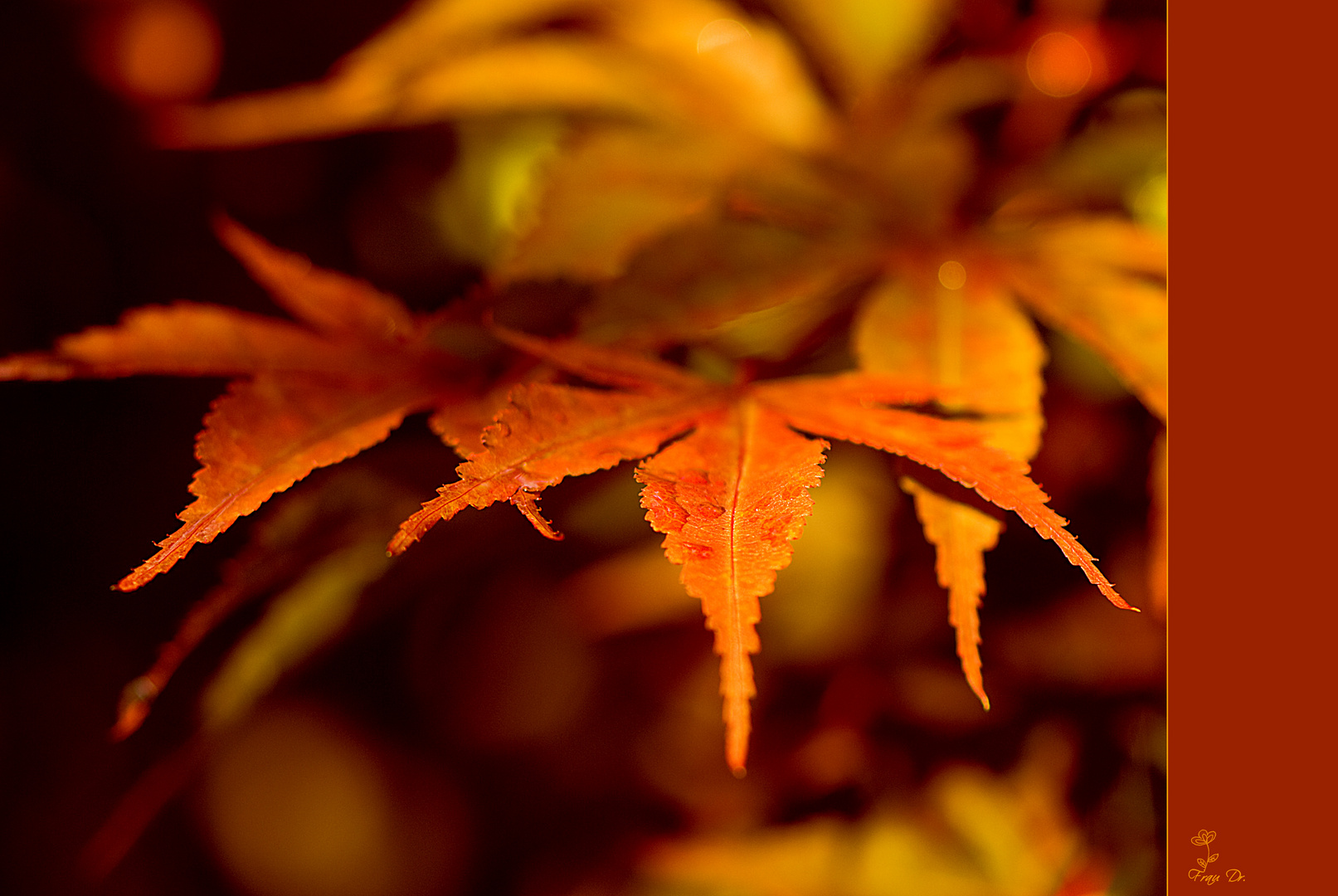 Herbstfarben im Altweibersommer