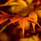 Herbstfarben im Altweibersommer