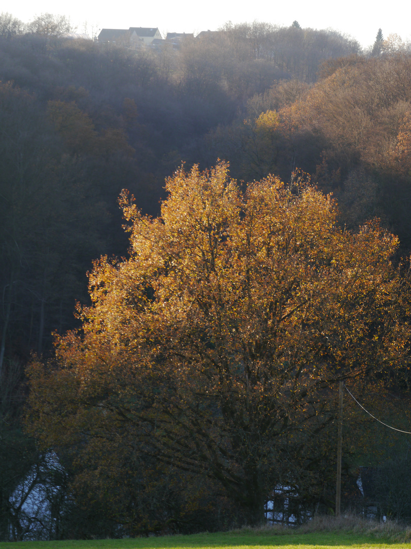 Herbstfarben im Bergischen bei Köln 2