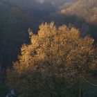 Herbstfarben im Bergischen bei Köln 2