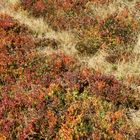 Herbstfarben im Berner Oberland (Schweiz)