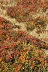 Herbstfarben im Berner Oberland (Schweiz)