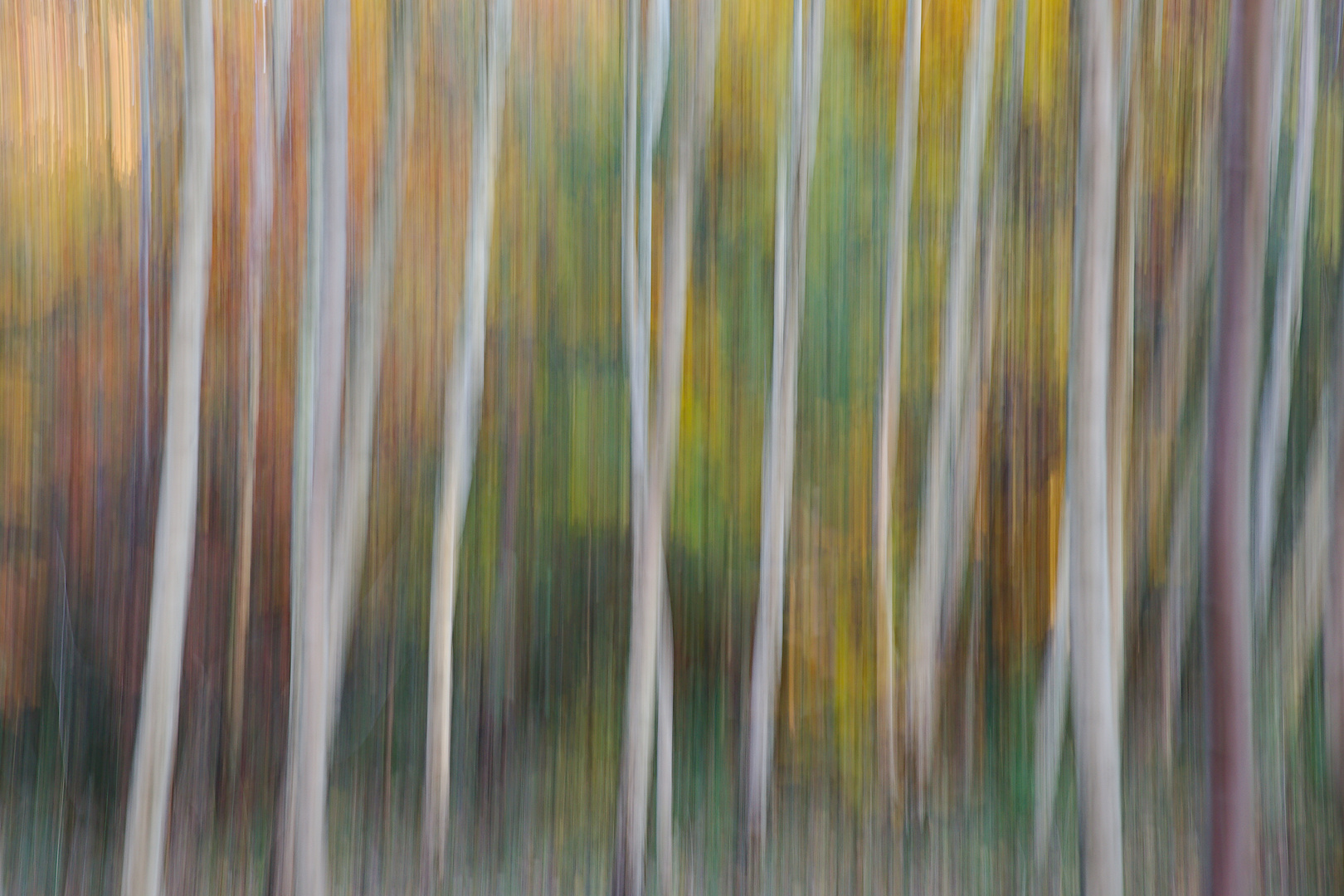 Herbstfarben im Birkenwäldchen 1