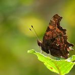 Herbstfarben im Blick