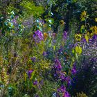 Herbstfarben im Blumengarten 