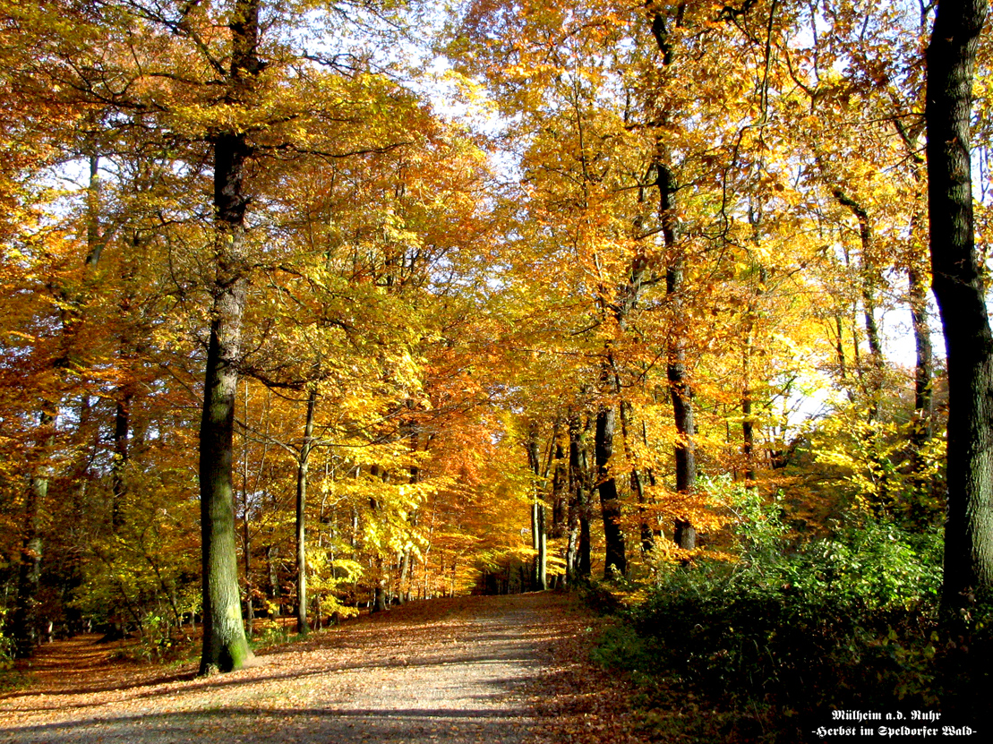 Herbstfarben im Broich-Speldorfer Wald in Mülheim an der Ruhr