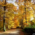 Herbstfarben im Broich-Speldorfer Wald in Mülheim an der Ruhr