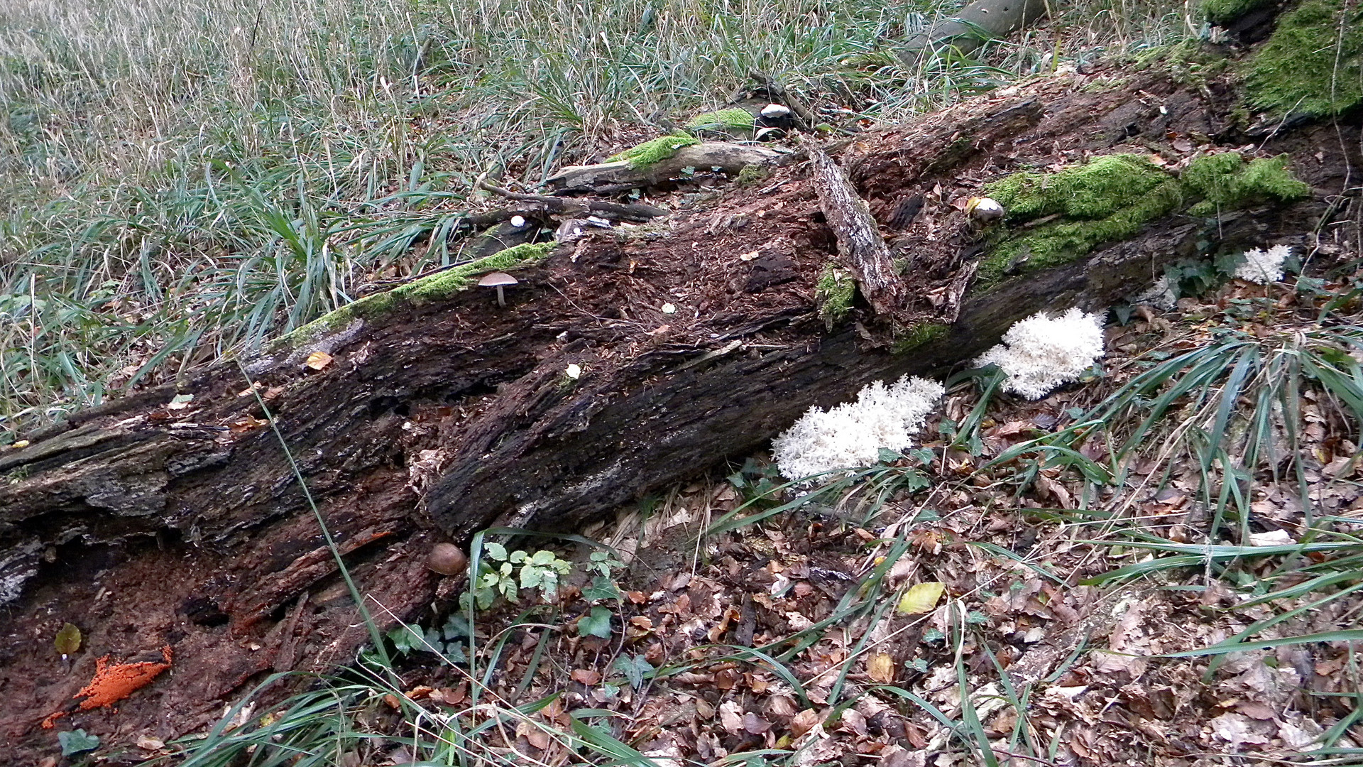 Herbstfarben im Buchenwald