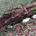 Herbstfarben im Buchenwald