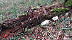 Herbstfarben im Buchenwald