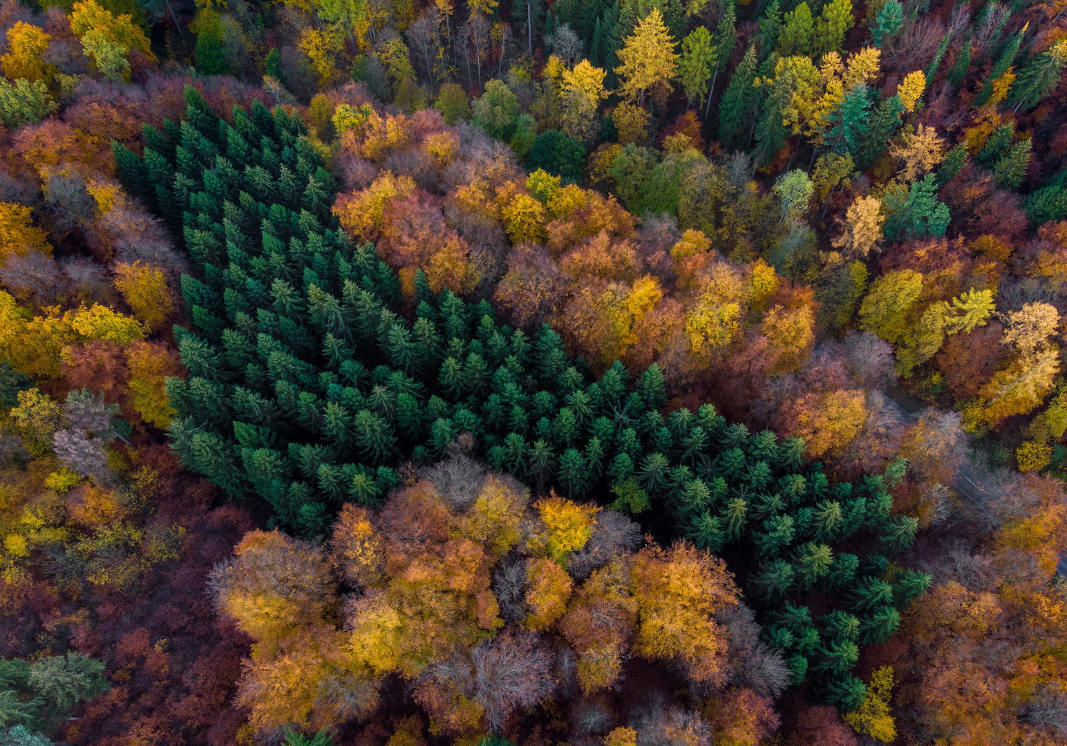 Herbstfarben im Elm