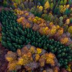 Herbstfarben im Elm