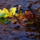 Herbstfarben im Fluss