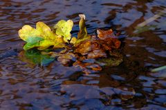 Herbstfarben im Fluss