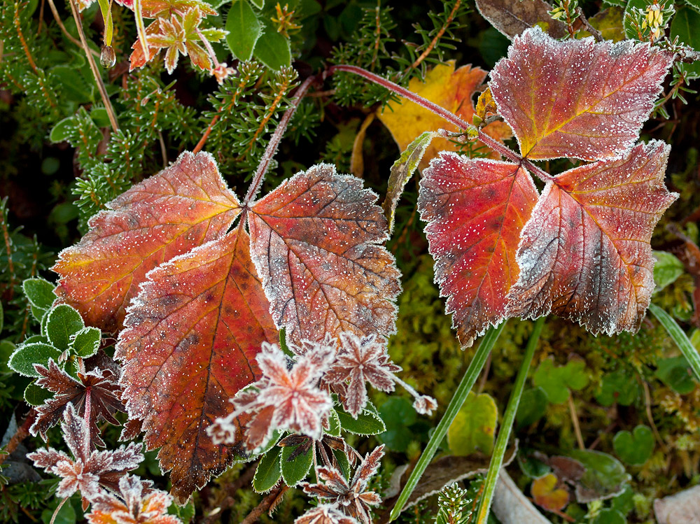 Herbstfarben im Frost