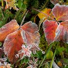 Herbstfarben im Frost