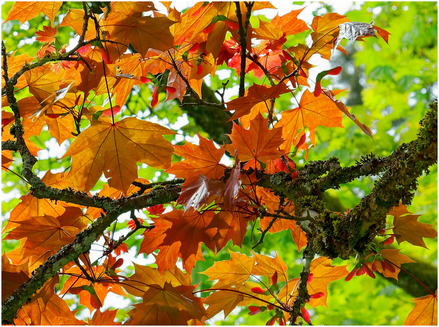 Herbstfarben im Frühling