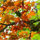 Herbstfarben im Frühling